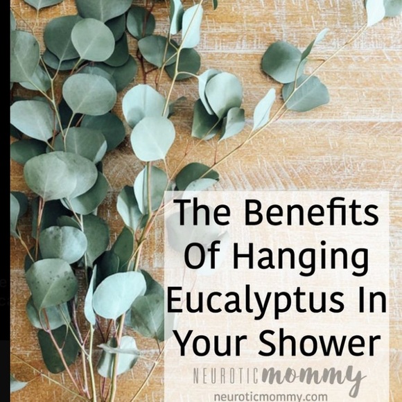 🌱RESTOCKED🌱Real Silver Dollar Eucalyptus-Dried - Picture 5 of 10